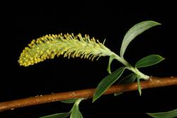 Salix alba. Male catkin.
 Image: D. Glenny © Landcare Research 2020 CC BY 4.0